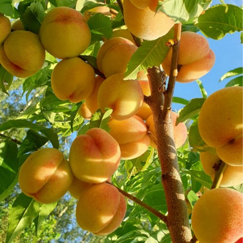 Prunus persica 'Maira' - Harilik virsikupuu 'Maira' 6L